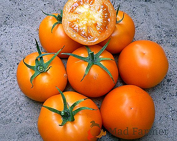 Coletando a colheita precoce de tomates "Severenok F1" sem o incômodo