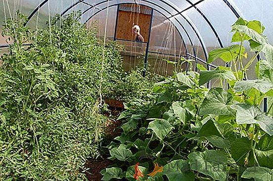 Compatibilidade das culturas: é possível plantar pepinos e tomates e pimentões em uma estufa?