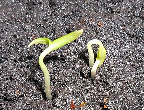 Composants et composition du sol idéal pour les poivrons: pour les semis et dans le jardin, comment cuisiner avec leurs propres mains
