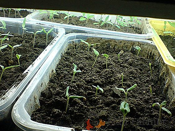 Plantation correcte de piments pour semis: quand semer, comment choisir et rejeter les graines, conseils sur le plan de plantation, soin des jeunes pousses