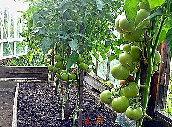 Краставици и домати в една оранжерия, изработена от поликарбонат: как да растете, растете, съвместим, грижите