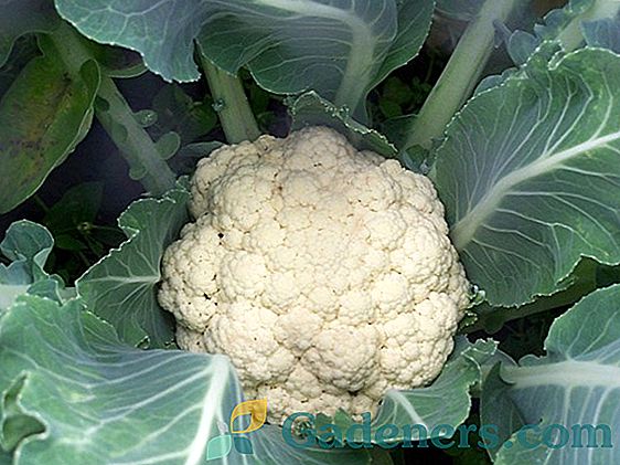 Pěstování květáku: užitečná a chutná zelenina ve vaší dachi
