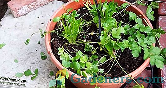 Growing koriandrs un koriandra sēklas