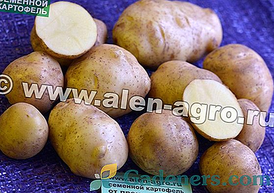 Pestovanie nemeckej strednej sezóny zemiakov 