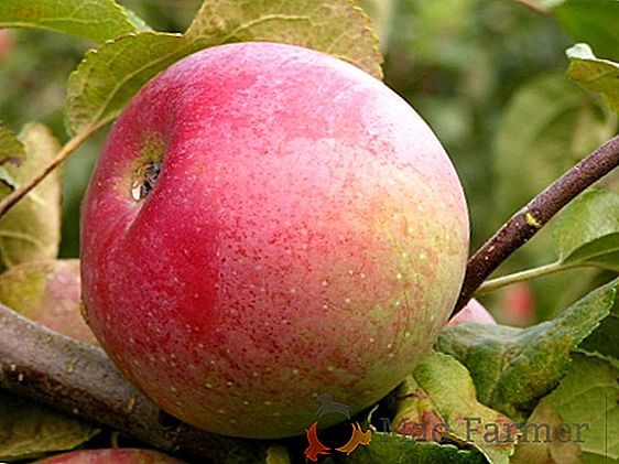 Decorazione di un giardino e un tavolo - una sorta di pomodoro "Stella rosa": descrizione, caratteristiche, foto di frutti di pomodoro