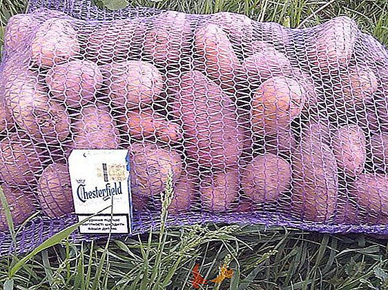 Pommes de terre délicieuses et belles "Slavyanka": description d'une variété savoureuse de la sélection ukrainienne
