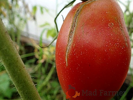 Okus in paradižnik, odporen proti bolezni, - sorta paradižnika "Malina Giant"
