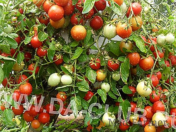 Ibrido F1 delizioso e stravagante - varietà di pomodori "Cherry Ira"! Foto, descrizione e raccomandazioni per la semina e la cura