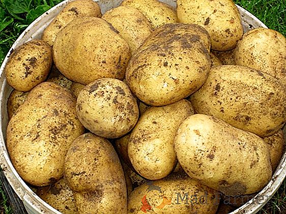 Delicioso y patata "Lugovskaya": descripción de la variedad y fotos