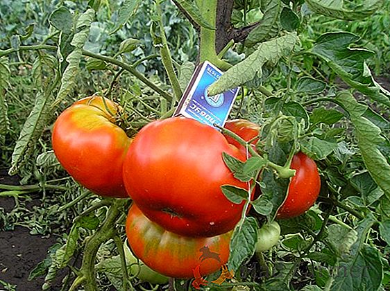 Delicious мазнини домат "Giant Red": описание на сорта, снимки