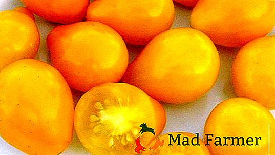 Variedad de tomate "gota dorada" - descripción del mini tomate amarillo con sabor a fruta