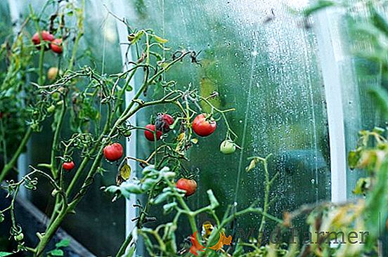 Вкусни домати "Volgograd Pink": характеристики на отглеждане и описание на сорта