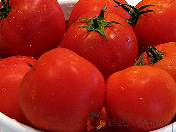 Description et description de la variété de tomate "Gina": culture et lutte antiparasitaire, photo tomate et dignité de la variété