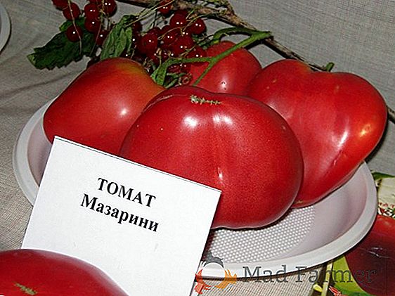 Description, application, caractéristiques de la culture de la tomate "De Barao Giant"