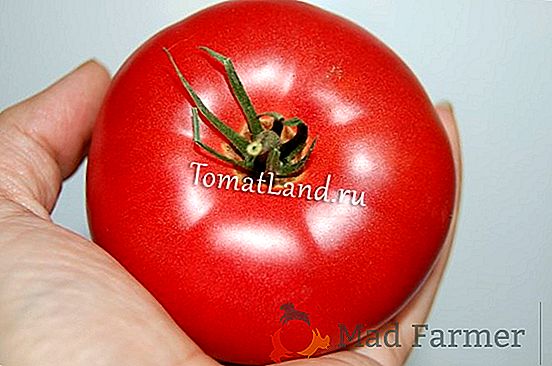 Description des tomates de "Bison": variétés de variétés noires, jaunes, orange et noires