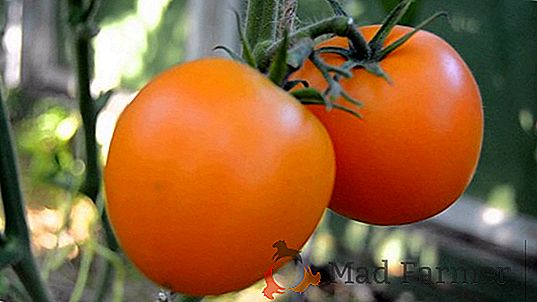 Variété de tomates pour les paresseux "Khokhloma"