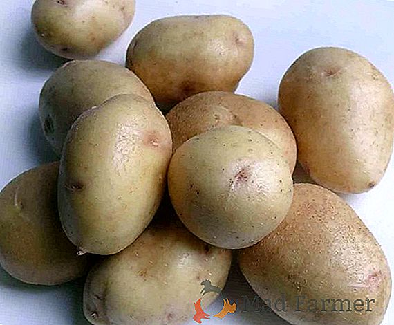 Descripción de la variedad de patata doméstica "Meteor": características y fotos