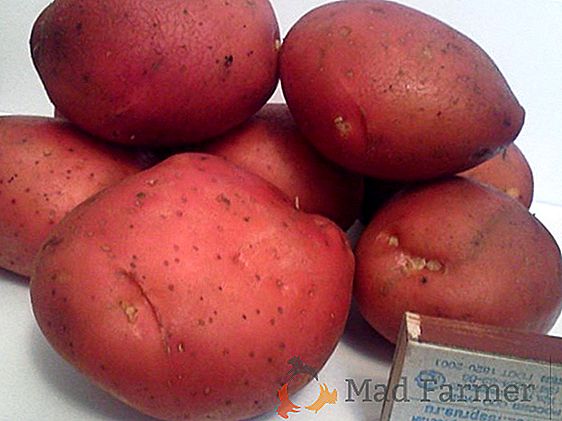 Descrição da variedade precoce de batata "Elmundo", suas características e fotos