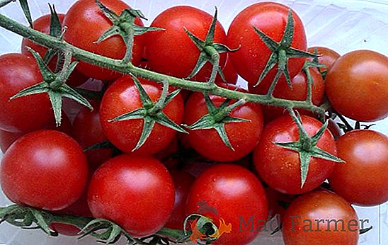 Descrição da novidade de alto rendimento da Holanda - a variedade de tomate "Torbay"