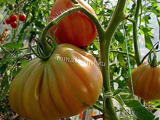Popis kultivaru rajčat "Puzata Hata": zvláštnosti pěstování, vlastnosti chuti a skladování, fotografie ovoce a odolnost vůči škůdcům