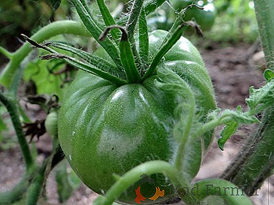 Descrição do tomate "Maçã Esmeralda" - tomate saboroso e incomum