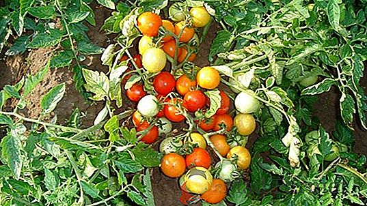 Description de la tomate "Anastasia": caractéristiques de base, photos de la tomate, rendement, caractéristiques et avantages importants