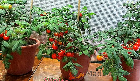 Descripción de la variedad de tomate "Tamaño necesario", cultivo y principales ventajas