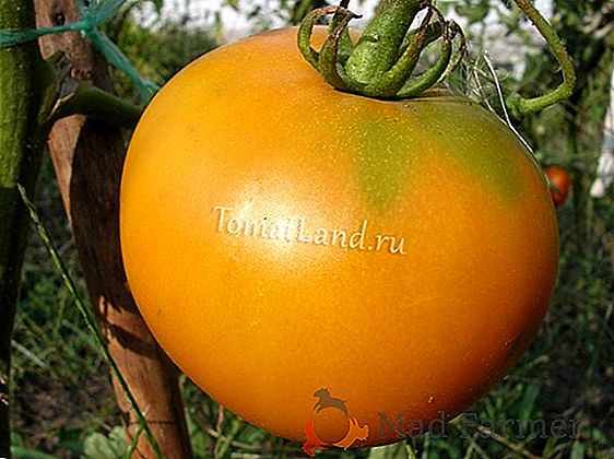 Description, caractéristiques, photo de la variété de tomate "Persée"