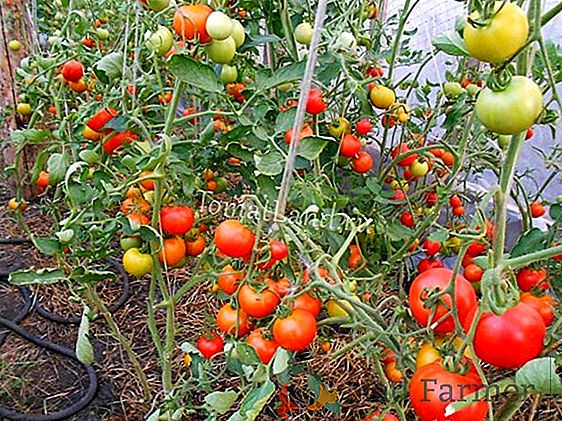 Opis uniwersalnej hybrydy - pomidor "Alesi F1": cechy i zastosowanie odmiany