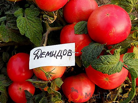 Description de la variété hybride universelle sans prétention de tomate "Druzhok F1"