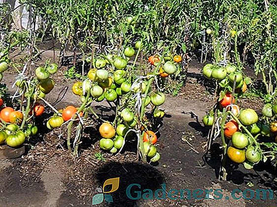 Wyznaczające i nieokreślone odmiany pomidorów: główne różnice i zasady selekcji