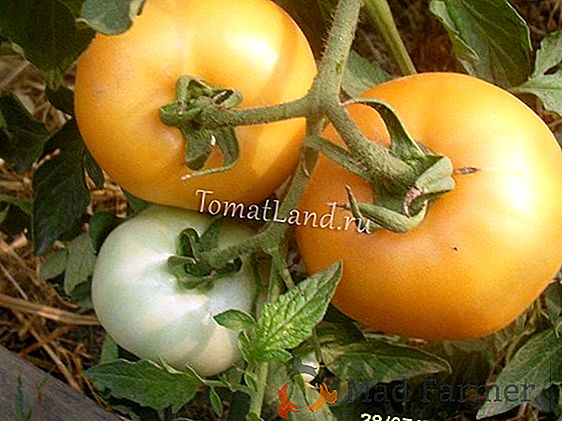 Tomate dietético "Medovo Sugar": descrição do tomate, peculiaridades do cultivo, armazenamento adequado e controle de pragas