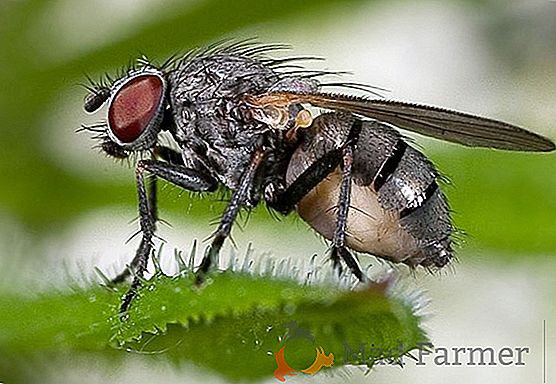 Drosophila: come sbarazzarsi di fastidiose mosche, trappole e altri mezzi
