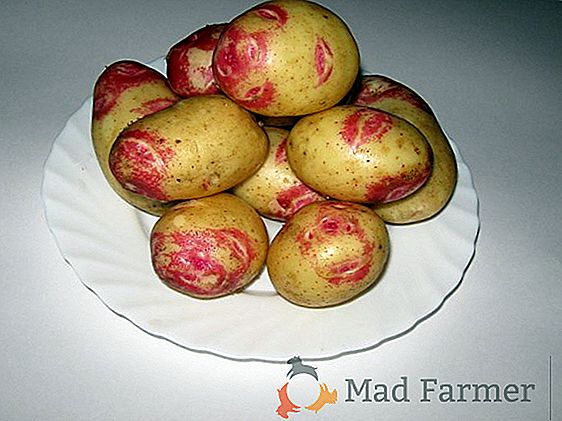 Nizozemski krompir "Pogum": opis sorte, značilnosti in fotografije