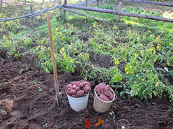 Dutch Scarlet Potato: eccellente gusto e conservazione a lungo termine
