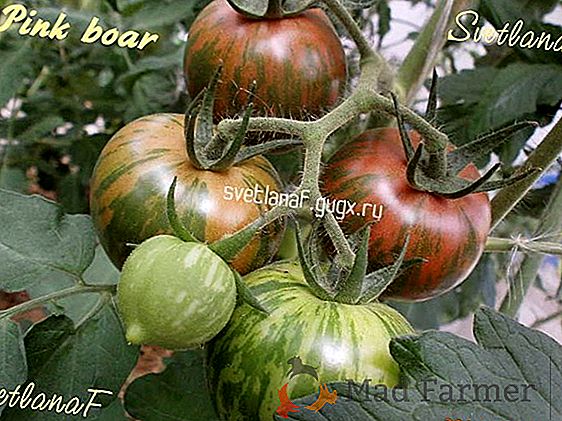 Tomate précoce et savoureuse "Betta": description de la variété, culture, photo de tomate