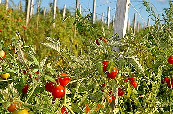Pomodoro a maturazione precoce "Aphrodite F1": una descrizione della varietà e delle peculiarità della coltivazione