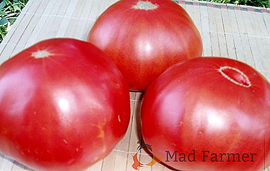 Tomate à maturation précoce "Hali-Gali": caractéristiques et description de la variété, culture, photo de fruit
