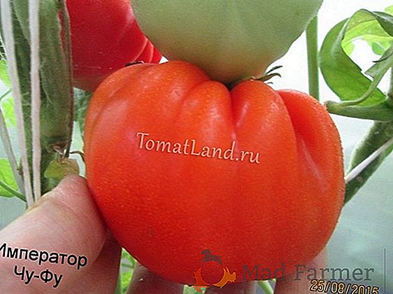 Wczesny dojrzewający pomidor "Samara": opis odmiany i zdjęcia