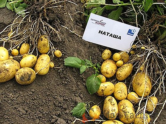 Ранно узряване разнообразие от картофи "Наташа" - характеристики и описание, снимка