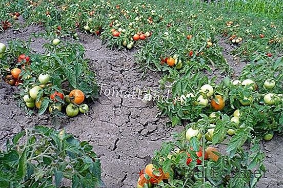 Early sort para principiantes - tomate "Barón": descripción de la variedad, foto, descripción