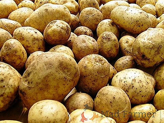 Estrella temprana de los campos de papa - patata "Vega": descripción y características