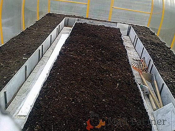 Cultivo de berinjela em estufa de policarbonato: seleção da melhor variedade, cuidado e cobertura
