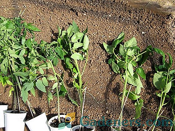 Semená baklažánu pre otvorené terény: charakteristiky najlepších odrôd a pravidiel výsadby