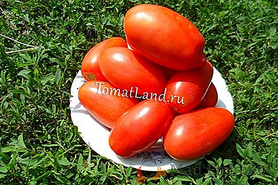 Elegante y delicioso tomate "Supermodelo": una descripción de la variedad, foto