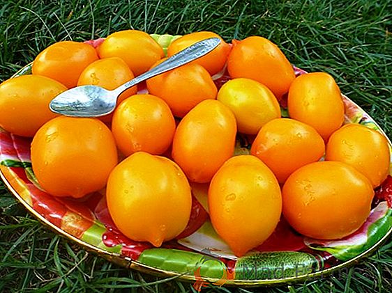 Подарък на фермерите на сибирски камиони - непретенциозен сорт домат "Пекарни", описание, характеристики, съвети