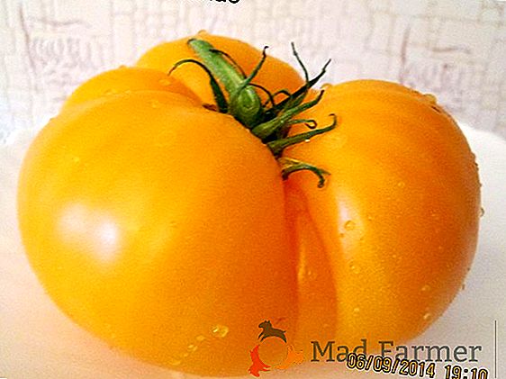 Une grande variété de culture de la tomate en serre - tomate « jardinier » photo et la description