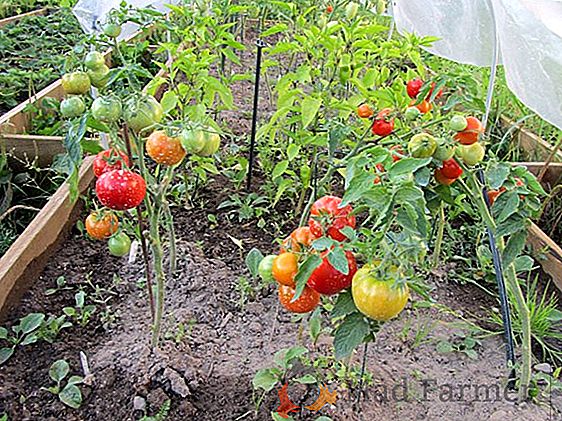 Excellente variété de tomates "Boni mm" gavrish: description des fruits, rendement, conservation, dignité des tomates et susceptibilité aux ravageurs