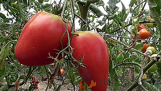 Favorito por muchos tomates "Regalo": una descripción y características de la variedad