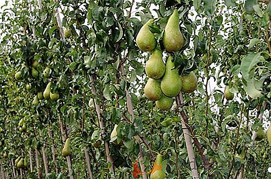 Caractéristiques et description de la variété de tomates nationales: nous cultivons la "taille russe" F1